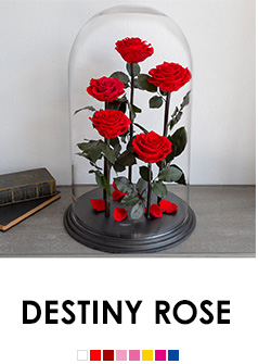 DESTINY ROSE