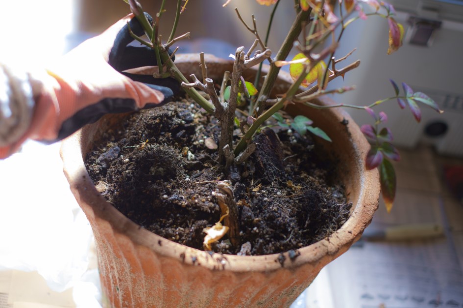 手順④：土に植える