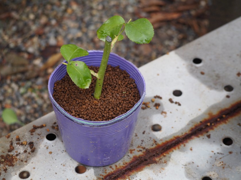 貰ったバラの挿し木を鉢植えにする方法を紹介！バラの増やし方も解説