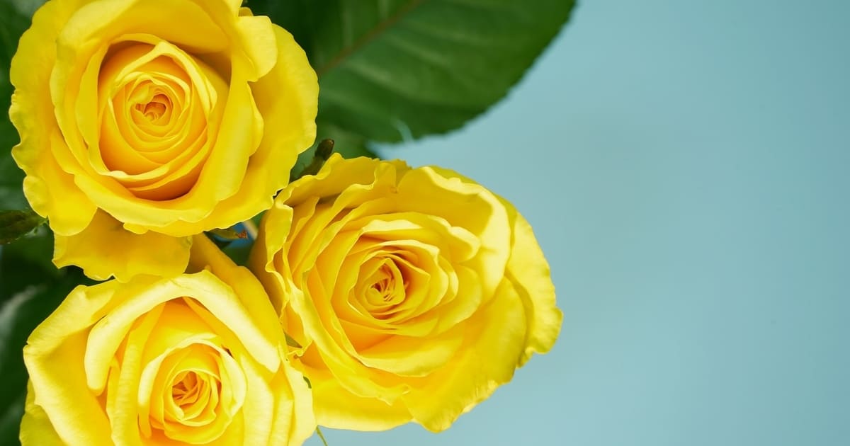 父の日には黄色のお花を贈る？
