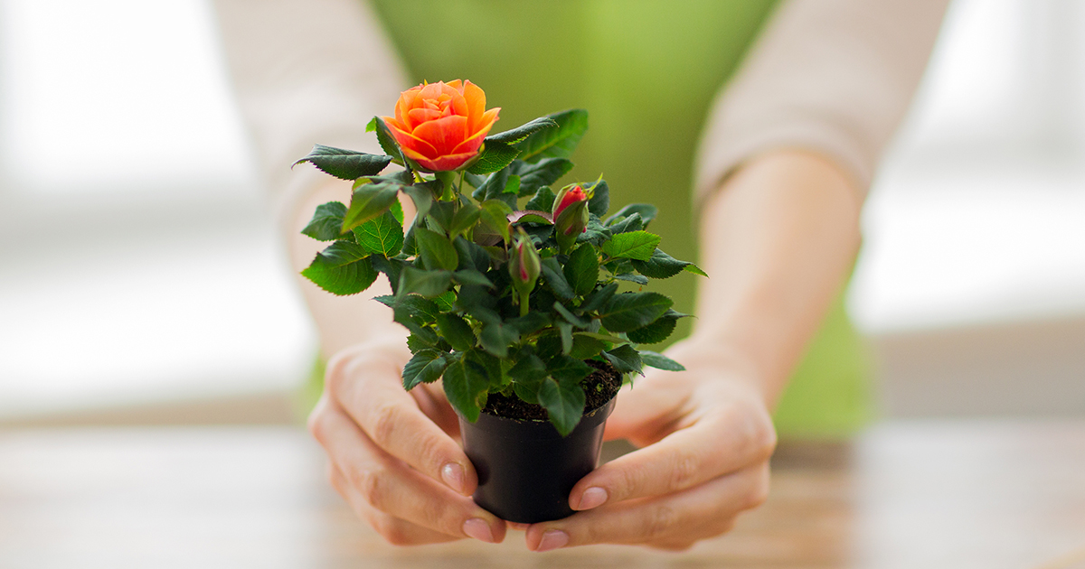 貰ったバラの挿し木を鉢植えにする方法を紹介！バラの増やし方も解説