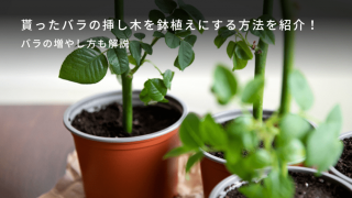 バラ つるバラ 挿し穂 セシルブルンネ
