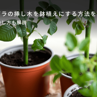 専用です　バラ　挿し木苗　3鉢セット 3本セット限定出品 超お得です バラ挿し木苗 - メルカリ