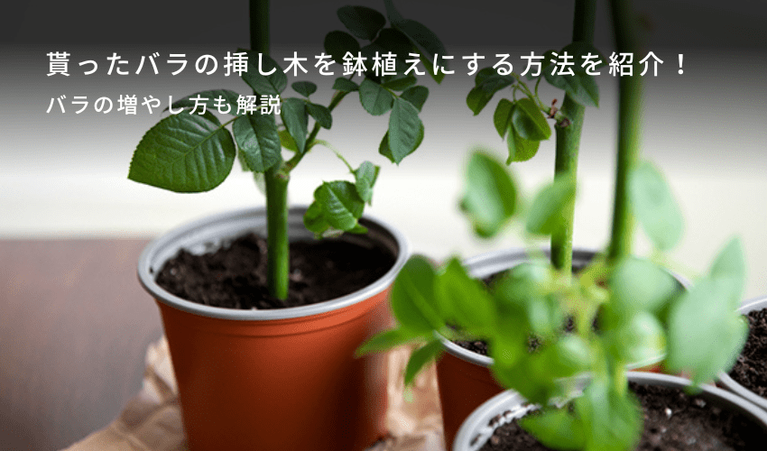 貰ったバラの挿し木を鉢植えにする方法を紹介！バラの増やし方も解説