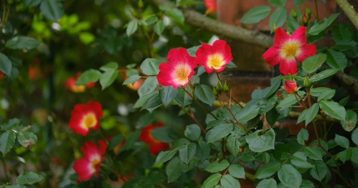 バラの花びらは4つの形がある