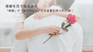 はな（感謝） 「感謝」や「ありがとう」の花