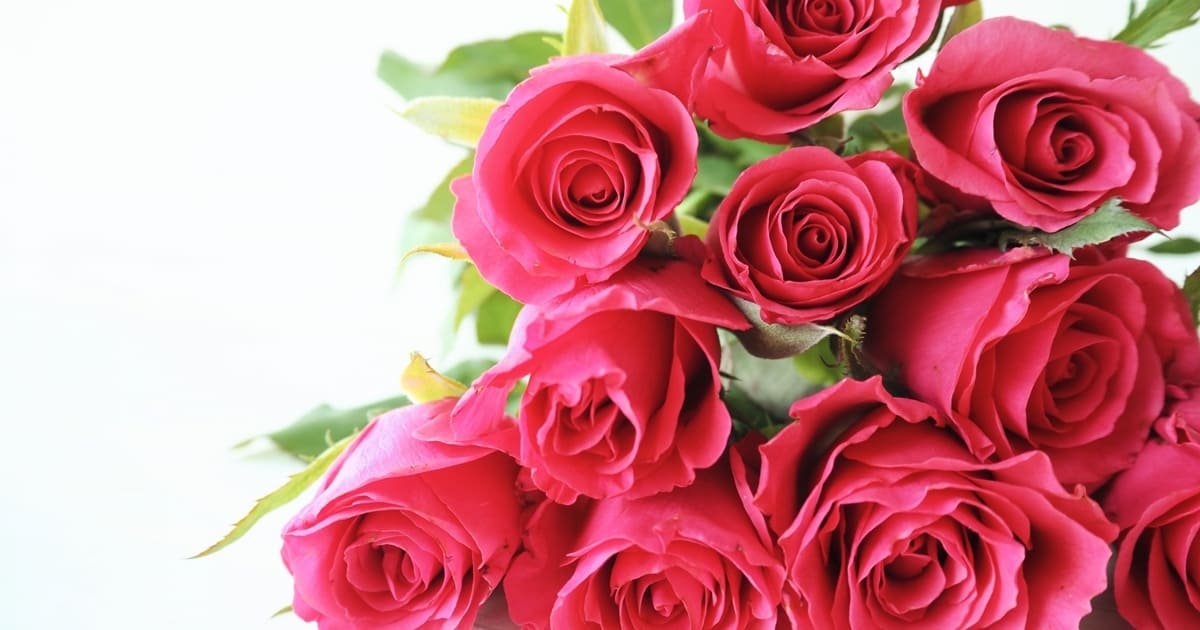 プロポーズで12本のバラを渡す際の注意点