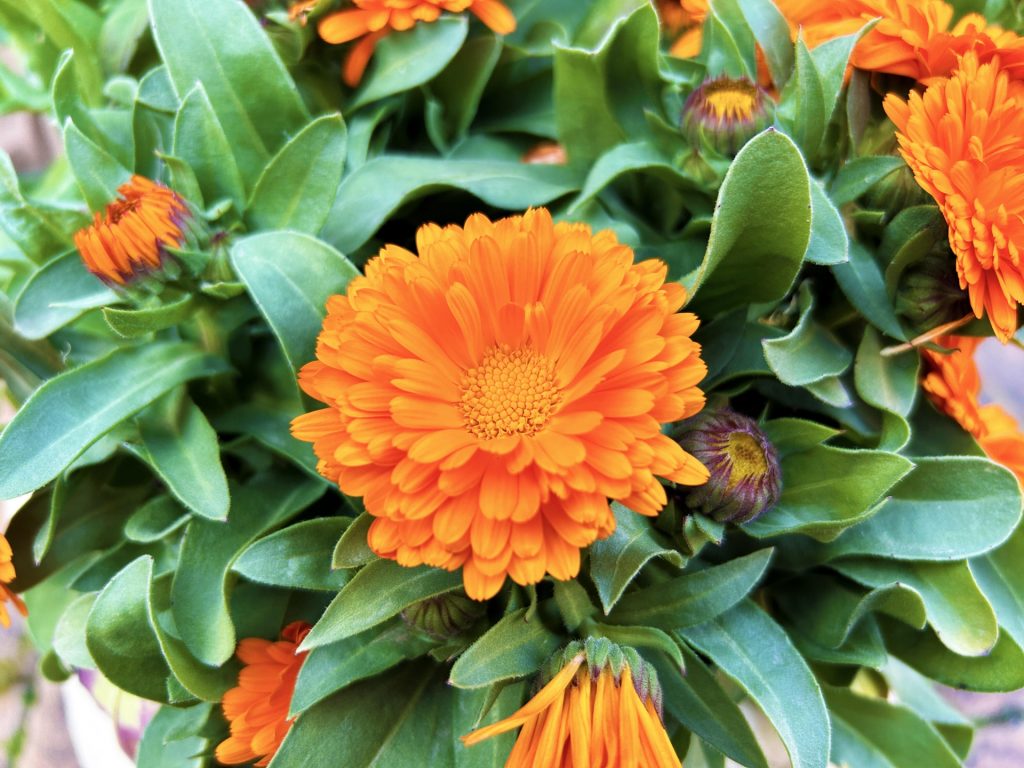 キンセンカ（オレンジ）の写真